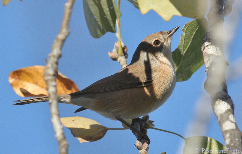 Fauvette passerinette en automne