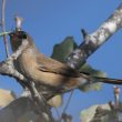 Fauvette passerinette en automne