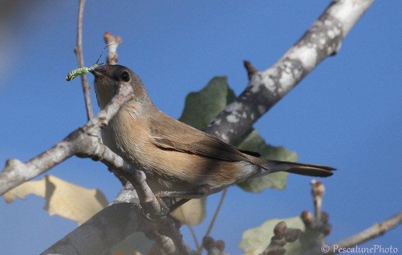 Fauvette passerinette en automne