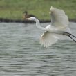 Grande Aigrette