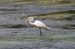 Grande Aigrette | Egretta alba | Great Egret