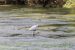 Grande Aigrette | Egretta alba | Great Egret