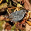 Reconnaissance d’une nouvelle espèce d’oiseau au Brésil, le Mérulaxe de Gonzaga