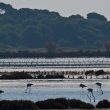 Flamants roses dans le Var