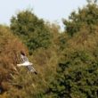 Busard Saint-Martin dans les Yvelines