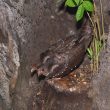 Guacharos des cavernes au nid