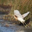 Crabier chevelu en Camargue