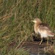 Crabier chevelu en Camargue