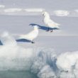 Les effets désastreux de deux tempêtes sur deux colonies de Mouettes blanches