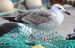 Goéland pontique | Larus cachinnans | Caspian Gull