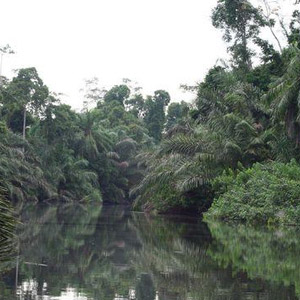 Les oiseaux forestiers près de la station d’Echira (Gabon)