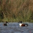 Couple de Canards souchets en Camargue