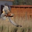 Busard des roseaux  en Camargue