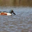 Canard souchet mâle en Camargue