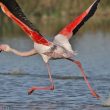 Flamant rose au décollage