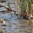 Poussins d’Echasse blanche