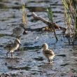 Poussins d’Echasse blanche