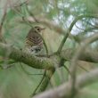 Pipit à dos olive sur l’île Chausey