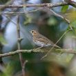 Pipit à dos olive sur l’île Chausey