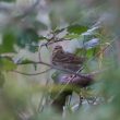 Pipit à dos olive sur l’île Chausey