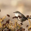 Troglodyte de Bewick en Californie