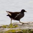 Gallinule poule- d’eau