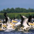 Séjour ornithologique du delta du Danube à la frontière hongroise en mai 2006