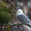 Mouette tridactyle