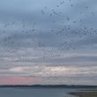 Record du nombre de Grues cendrées sur le lac du Der