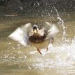 Canard colvert se baignant dans la Morges