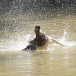 Le bain du Canard colvert mâle