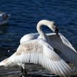 Cygne tuberculé immature de deuxième année