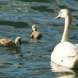 Cygne tuberculé et poussins