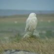 Le Harfang des neiges mâle est de retour dans les îles Hébrides