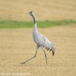 Les grues : plus elles migrent loin, plus leur voix est puissante