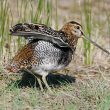 Le subtil plumage de la Bécassine des marais (4)