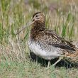 Le subtil plumage de la Bécassine des marais (2)