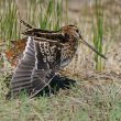 Subtil plumage de la Bécassine des marais (3)