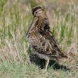 Le subtil plumage de la Bécassine des marais