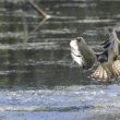 Balbuzard pêcheur bredouille