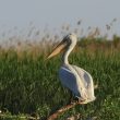 Pelican frisé en Roumanie