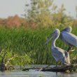 Couple de Pélicans frisés