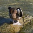 Remise en place du plumage