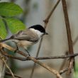 Mésange nonnette dans la vigne