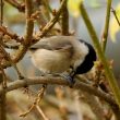 Mésange nonnette décortiquant une graine de tournesol sur un forsythia