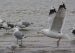 Goéland pontique | Larus cachinnans | Caspian Gull