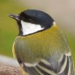 Portrait de Mésange charbonnière