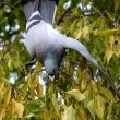 Pigeon biset mangeant des fruits de micocoulier