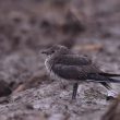 Glaréole à ailes noires de 1er hiver en Belgique