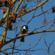 Mésange charbonnière mangeant un samare